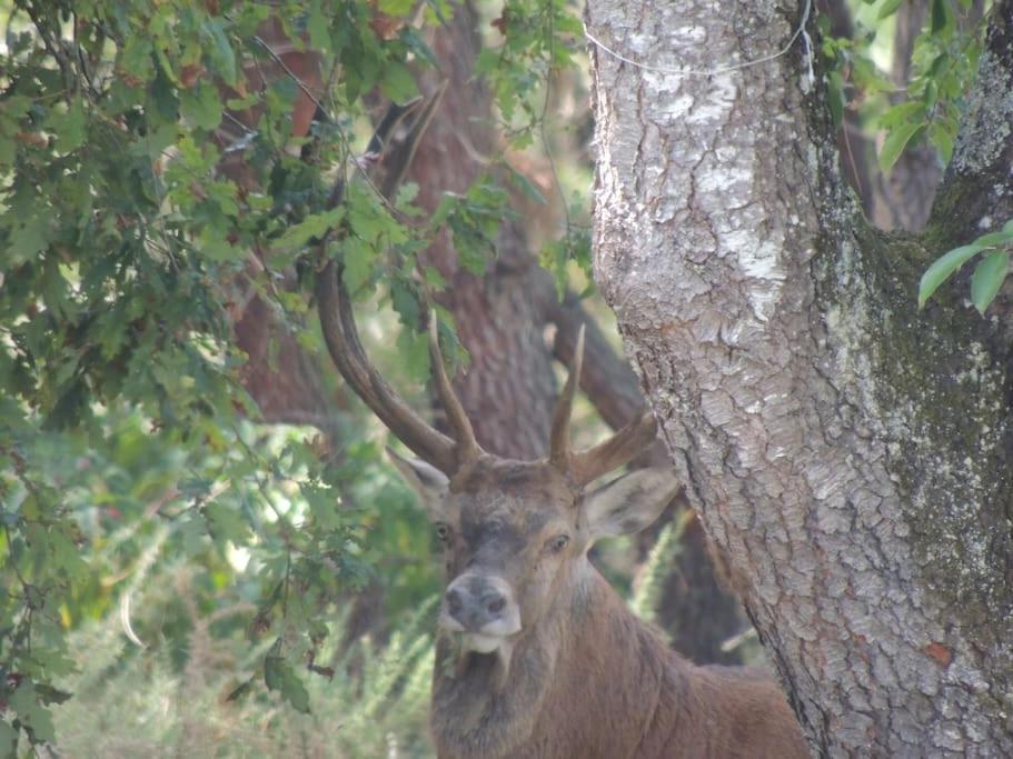 Entre Chevreuil Et Cerf Villa