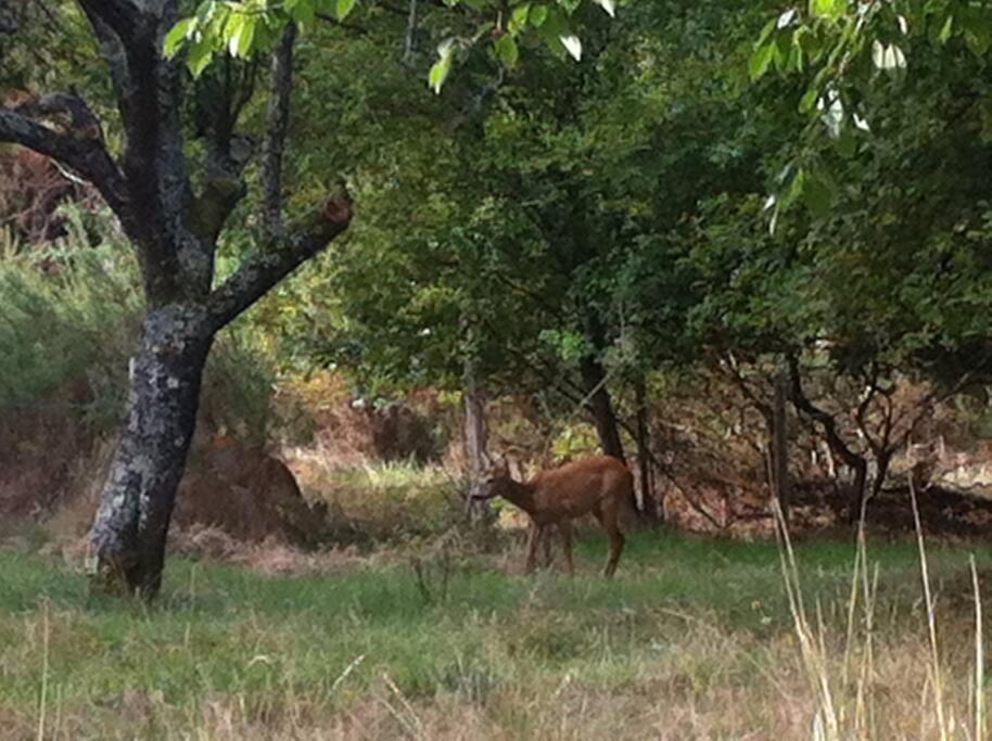 Entre Chevreuil Et Cerf *